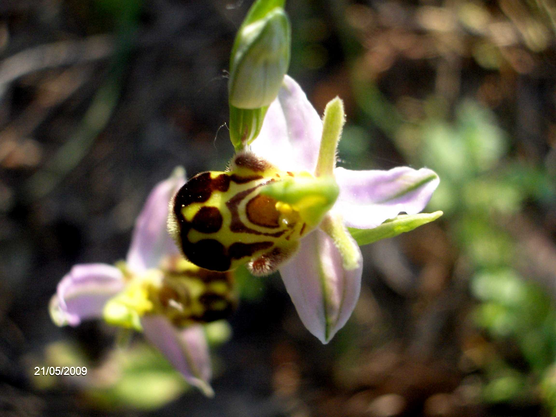 Ophrys sp.?